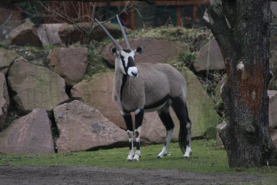 Spiessbock