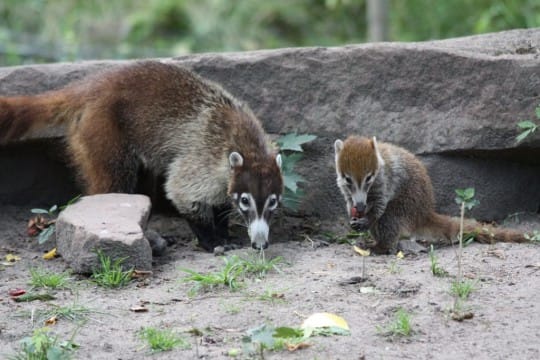 Nasenbär