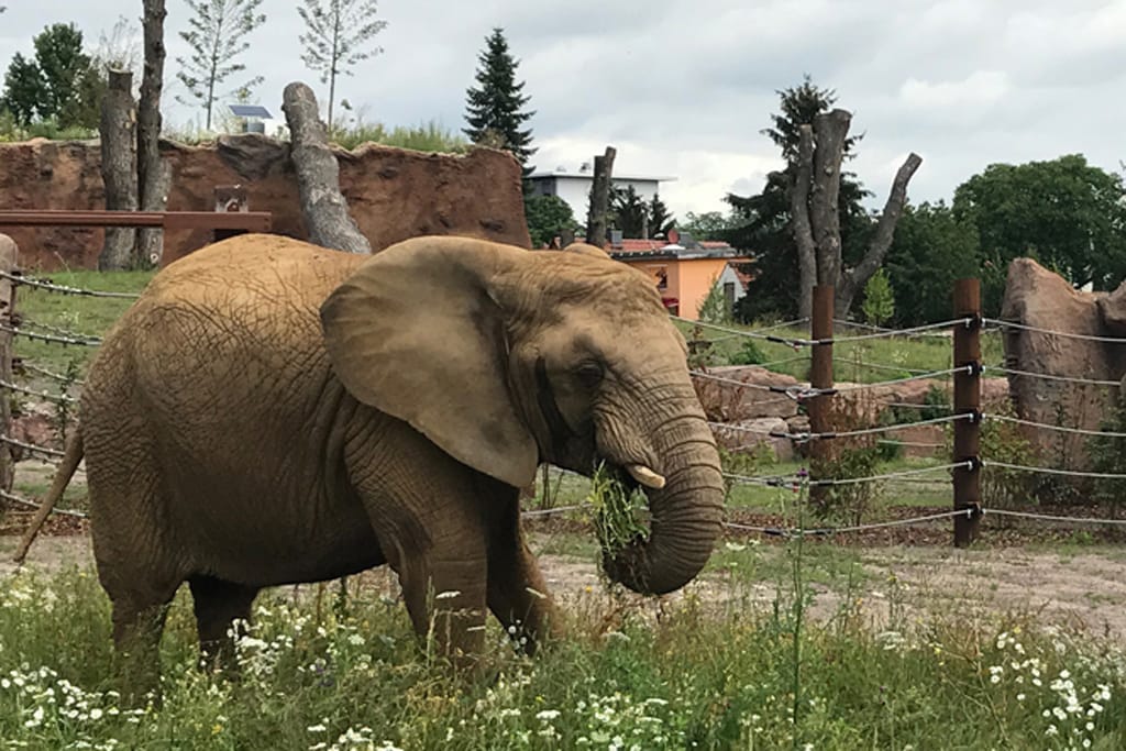 Elefant Mwana Zoo Magdeburg