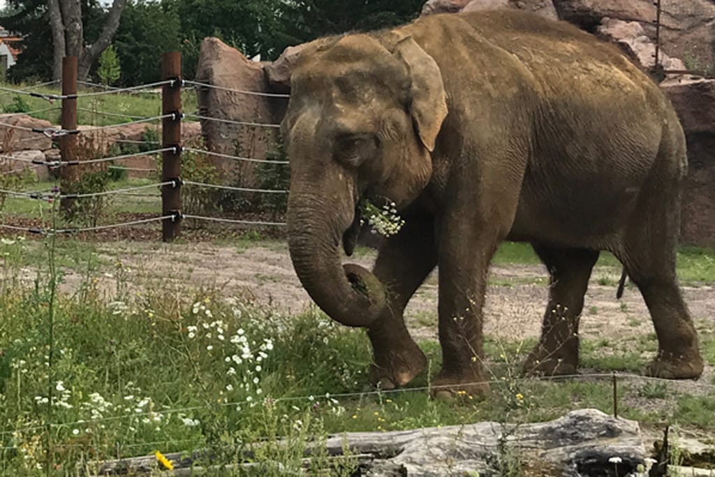 Elefant Birma Zoo Magdeburg