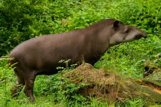 Flachlandtapir