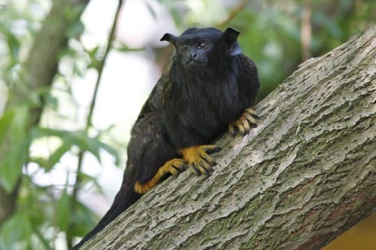 Rothandtamarin