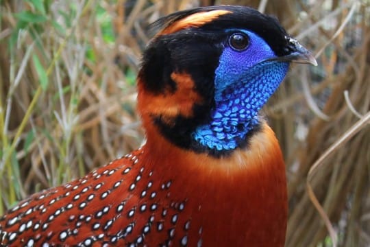 Tragopan