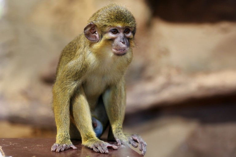 Unsere Tiere von AZ Zoologischer Garten Magdeburg