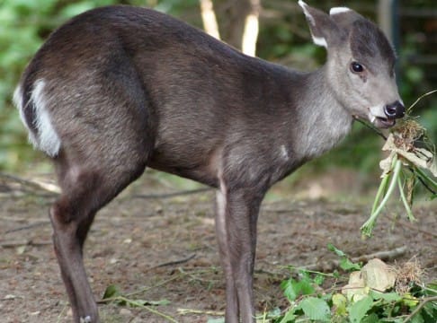 Schopfhirsch