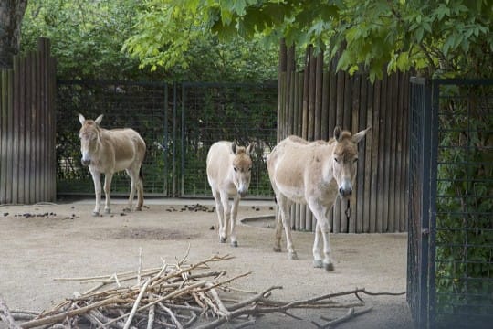 Onager