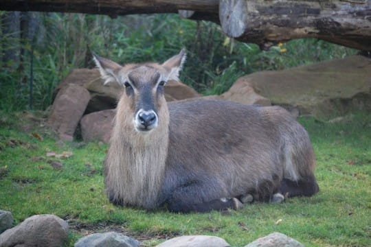 Defassa Wasserbock