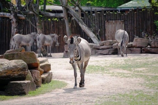 Grevy Zebra