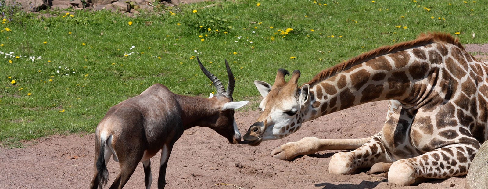 Giraffe und Blessbock