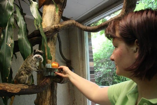 Praktikum im Zoo