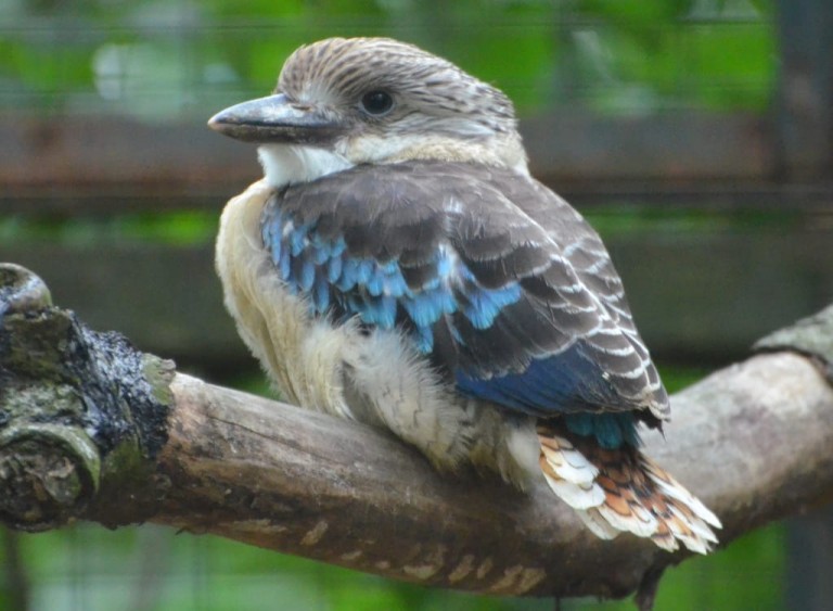 Blauflügel Kookaburra