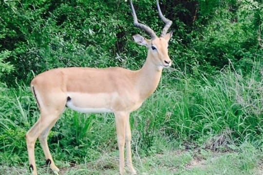 Impala