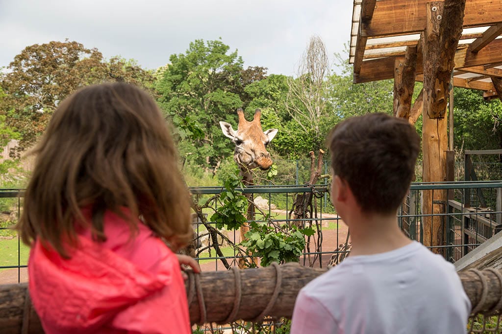 Auf Augenhöhe mit Giraffe Zarah /Zoo Magdeburg