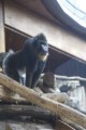 Mandrillhaus 2 Zoo Magdeburg