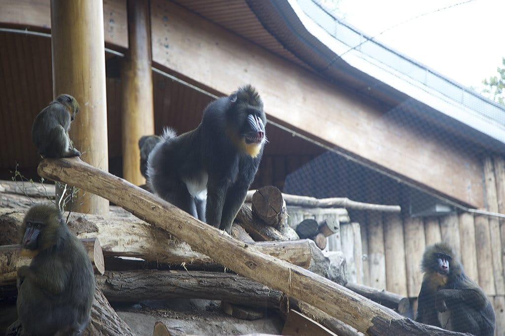 Mandrillhaus 2 Zoo Magdeburg