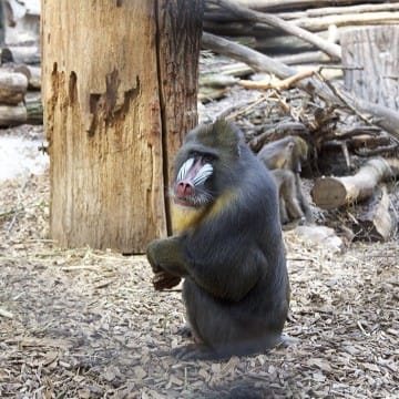 Mandrillhaus 3 Zoo Magdeburg