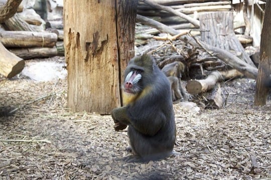 Mandrillhaus 3 Zoo Magdeburg