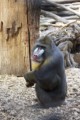 Mandrillhaus 3 Zoo Magdeburg
