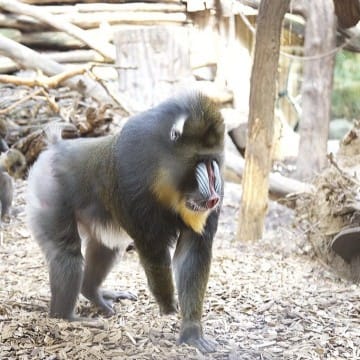 Mandrillhaus 4 Zoo Magdeburg