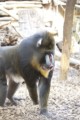 Mandrillhaus 4 Zoo Magdeburg