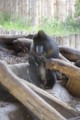 Mandrillhaus 5 Zoo Magdeburg