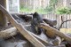 Mandrillhaus 5 Zoo Magdeburg