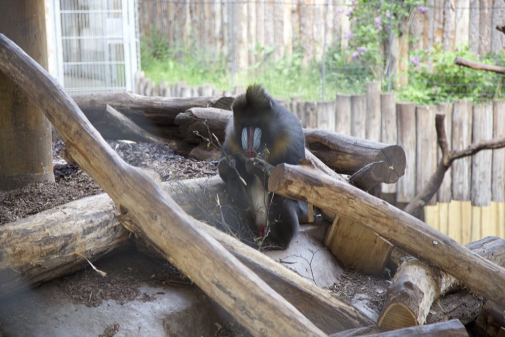 Mandrillhaus 5 Zoo Magdeburg