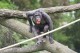 Schimpansenhaus 4 Zoo Magdeburg