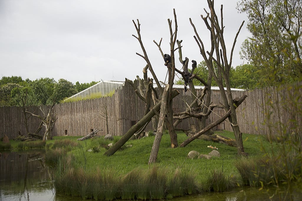 Schimpansenhaus 6 Zoo Magdeburg