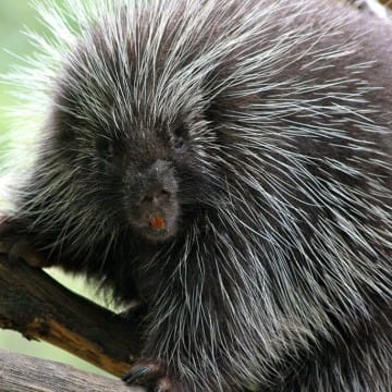 Baumstachler