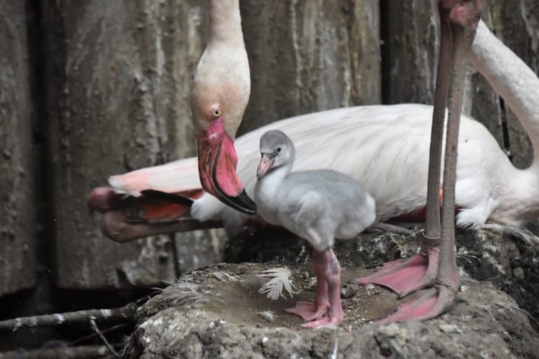 Flamingo Nachwuchs