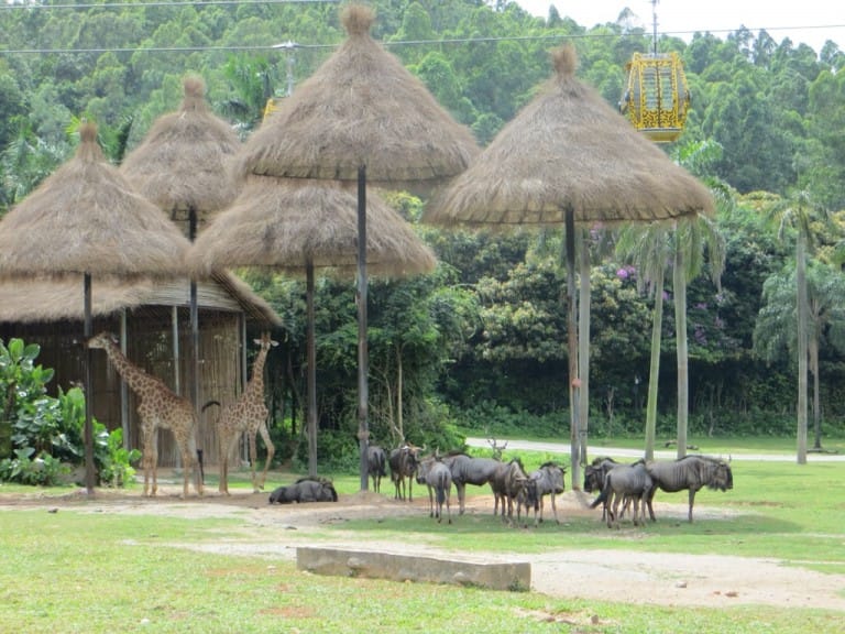 Vortrag Zoos in China