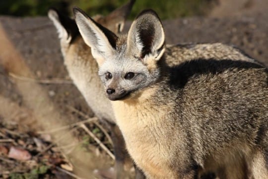 Löffelhund