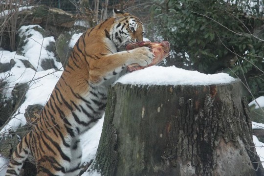 Tigerfütterung