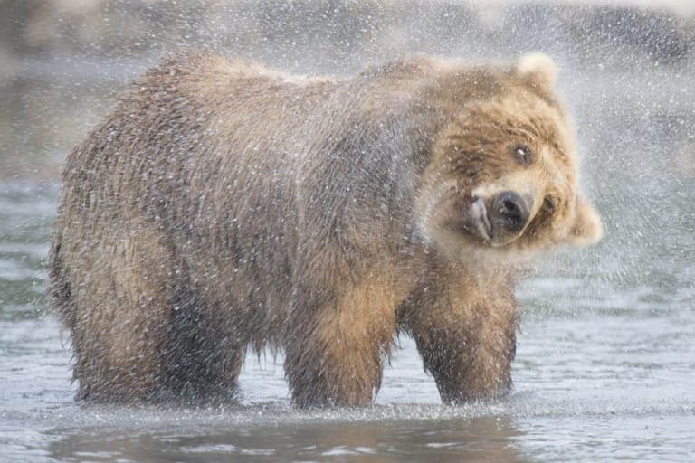 Kamtschatka Bär - Peter Romanov