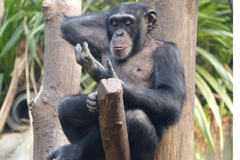 Schimpanse "Bangolo"