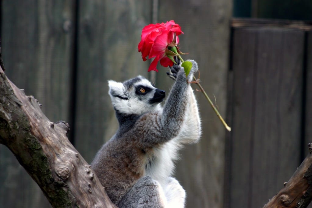 Katta gratuliert zum Valentinstag