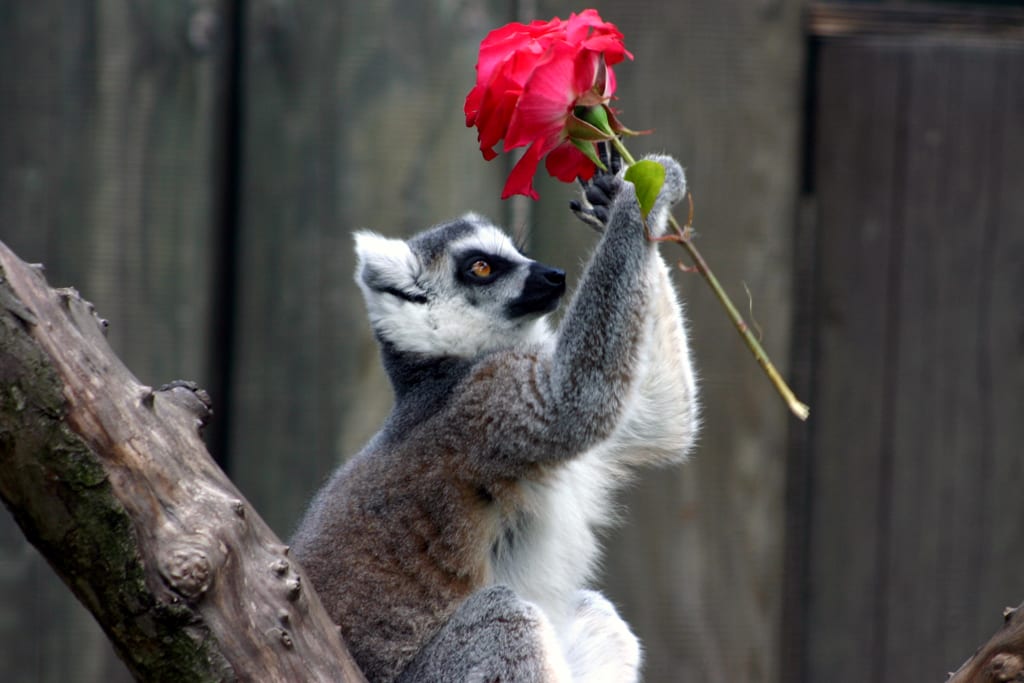 Liebesbote: Katta mit Rose / Zooarchiv