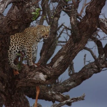 Leopard