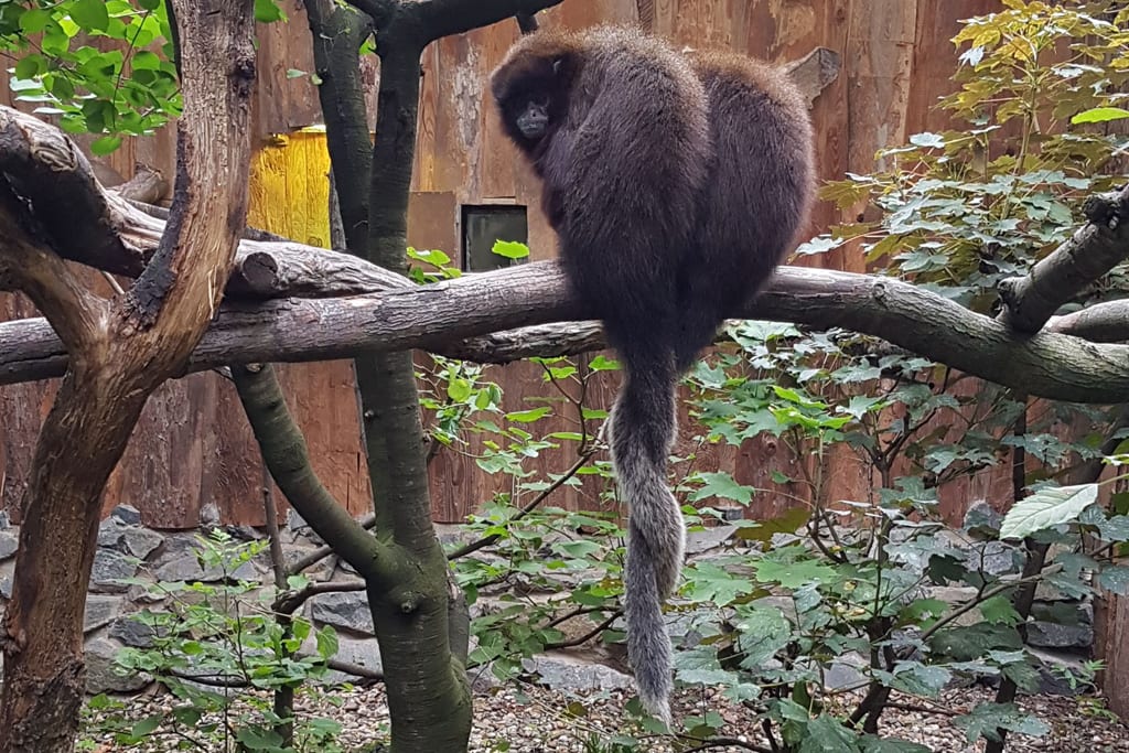 Sumpfspringaffen: zwei Schwestern unzutrennlich / Zoo Magdeburg