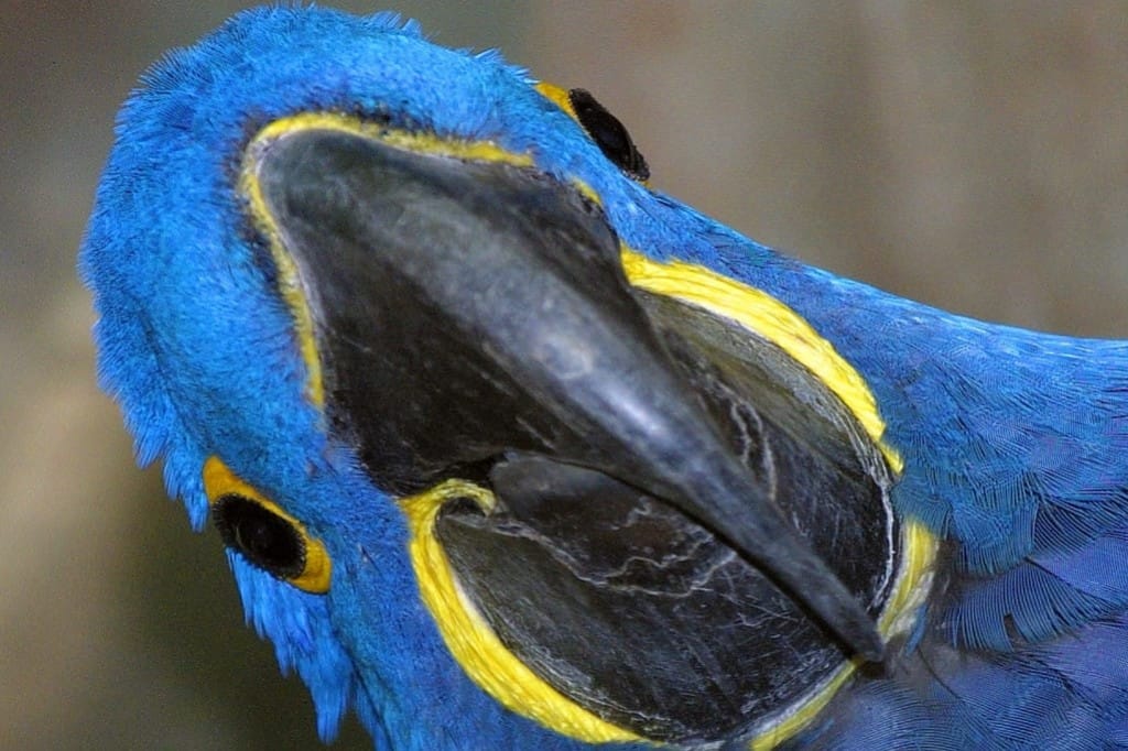 Hyazinthara_Zoo Magdeburg