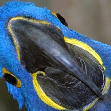 Hyazinthara