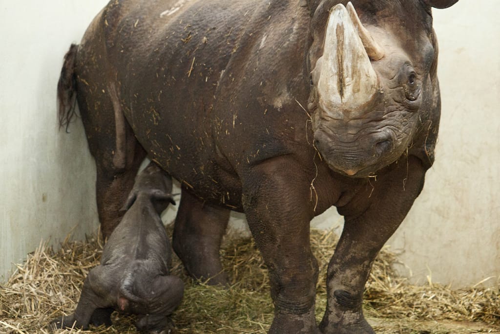 Spitzmaulnashorn mit Jungtier