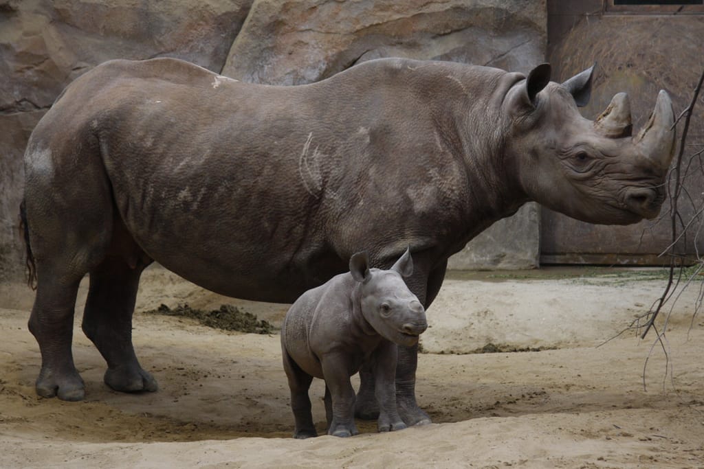 Nashorn mit Jungtier