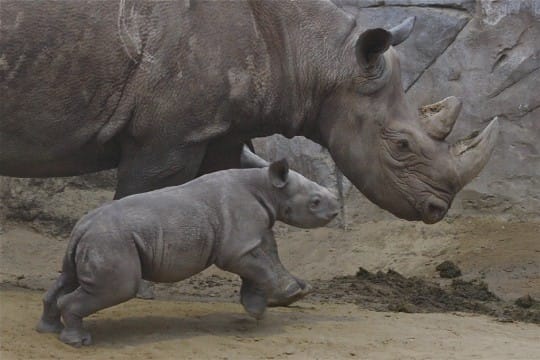 Nashorn Mala beim toben