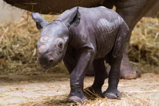 Spitzmaulnashorn Jungtier