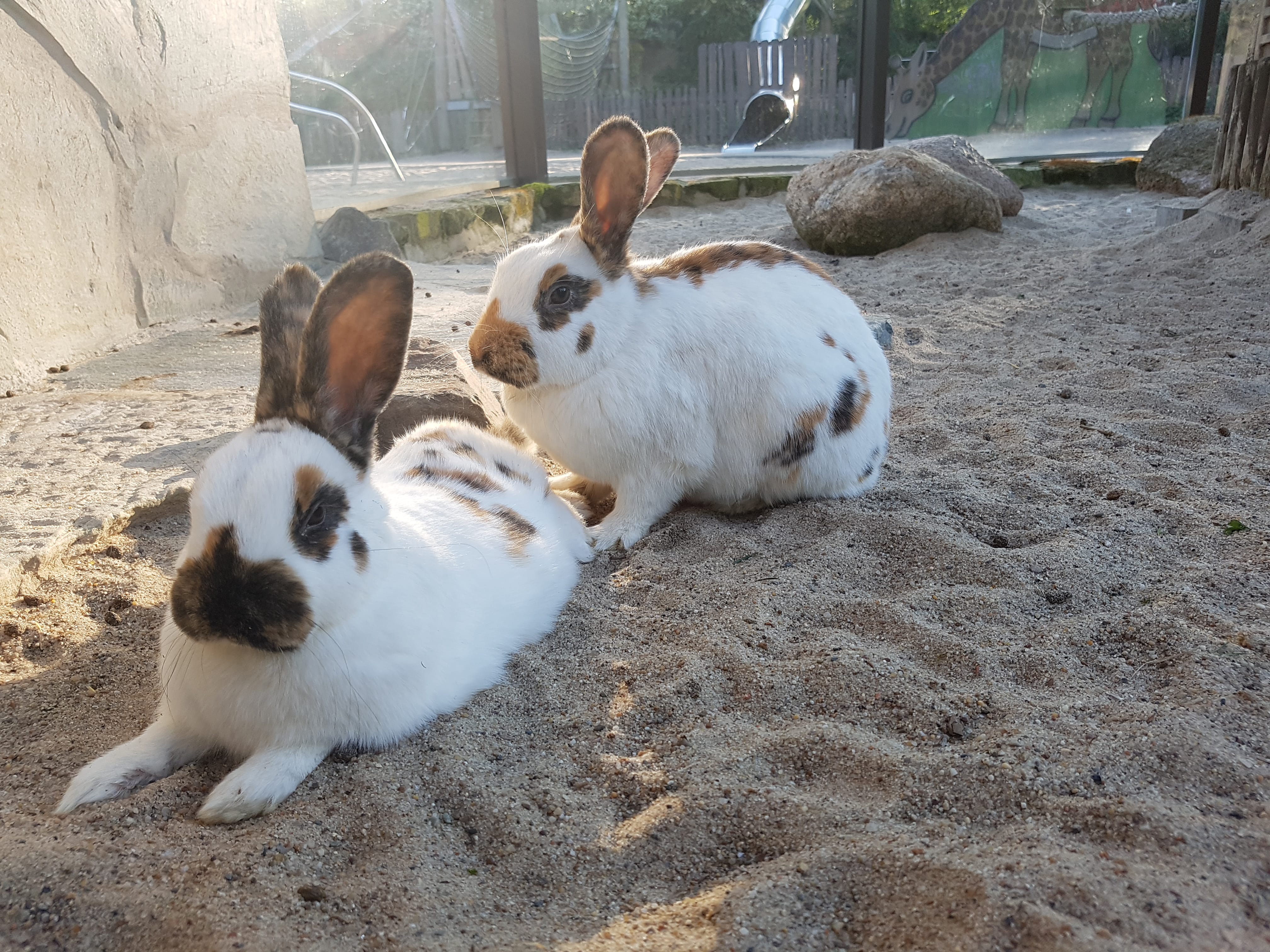 Rheinische Schecken im Streichelzoo | Zoologischer Garten Magdeburg