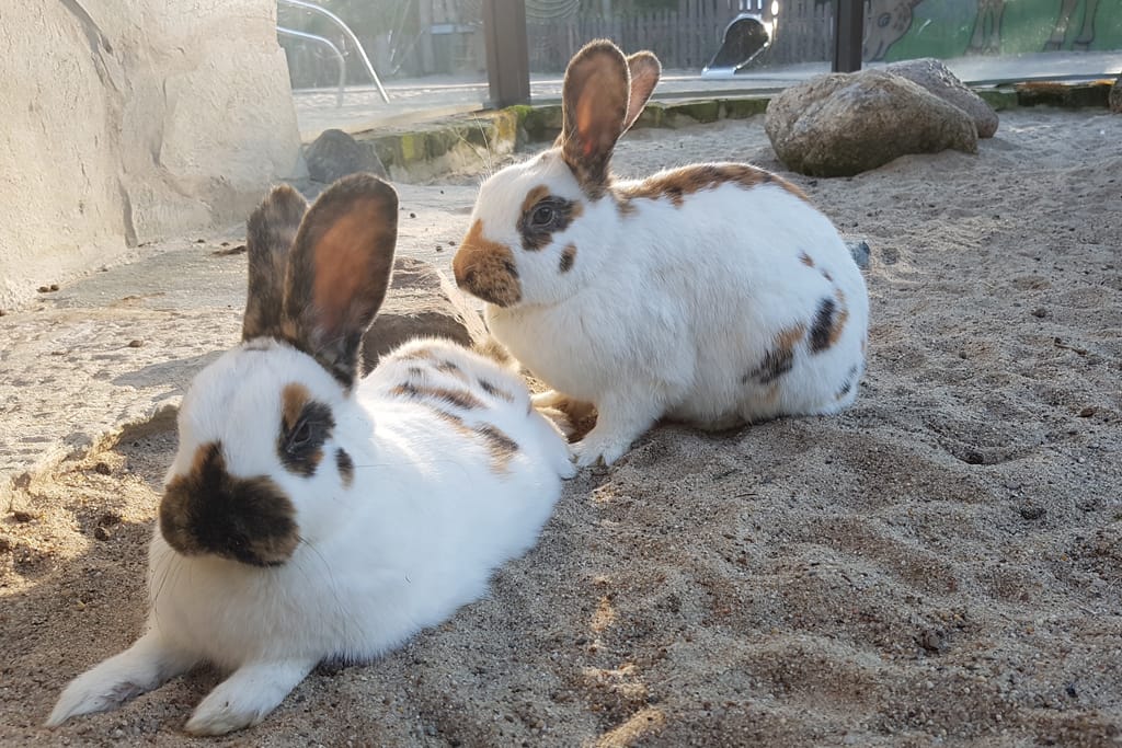 Rheinische Schecken grüßen zu Ostern: Seltene Pfleglinge in Zoos / Zoo Magdeburg