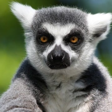 Katta