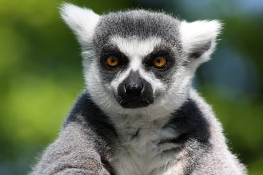 Katta